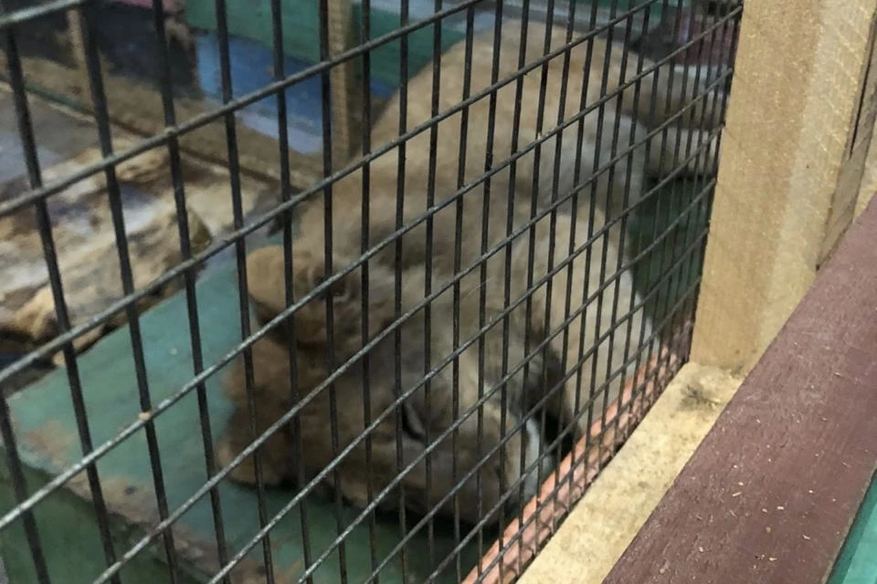 В прошлом году в зоопарке держали львенка. Фото: Арина Пак