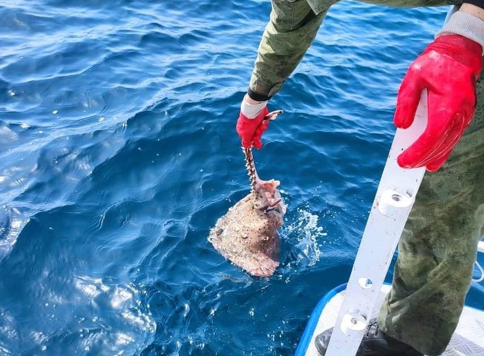 Морскую ловушку без маркировки подняли со дна, всю попавшуюся живность отпустили в море. Фото: пресс-служба Пограничного управления ФСБ России по Республике Крым.