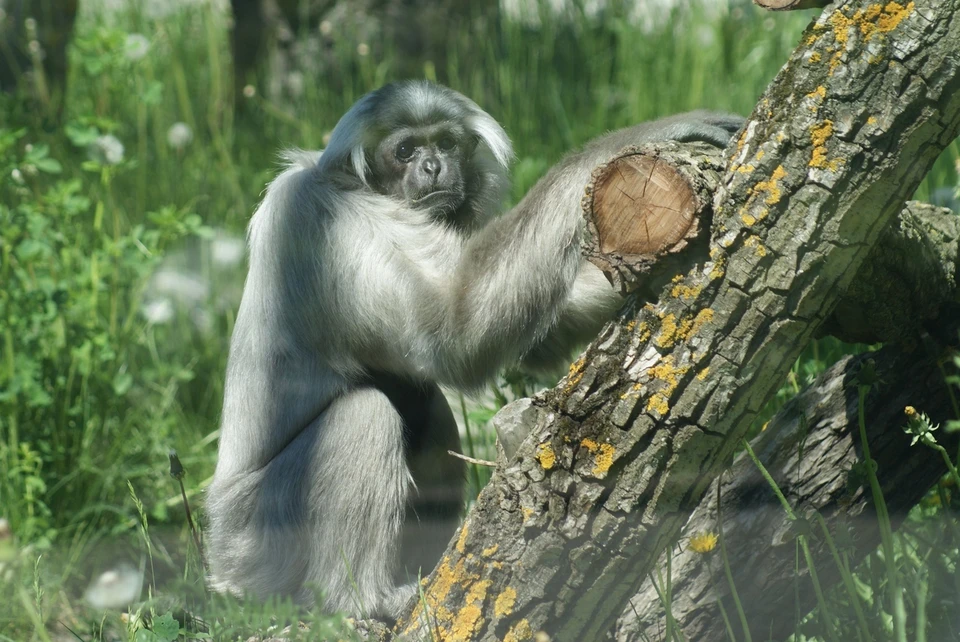 Большинство обезьян в зоопарке Ижевска выпустили в уличные вольеры