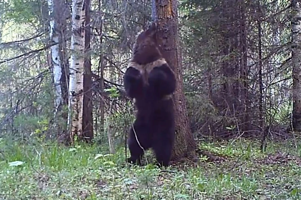 Медведя зовут Ферапонтом. Фото: Висимский заповедник, visimskiy.ru