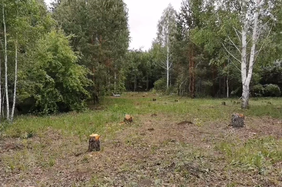 Фото: кадр из видео