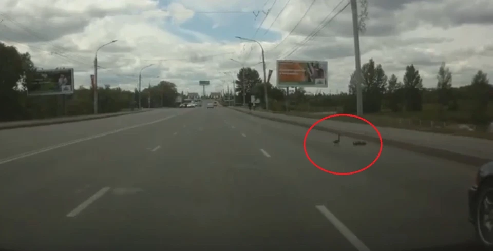 Фото: скриншот видео