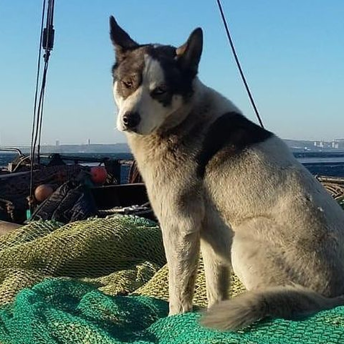 Переселяют с корабля: «морскую собаку» хотели пристроить на берег во  Владивостоке - KP.RU