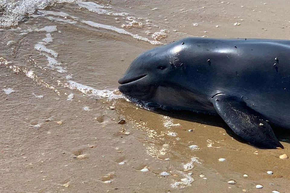 На Черноморском побережье гибнут сотни дельфинов. Фото: центр спасения дельфинов "Дельфа".