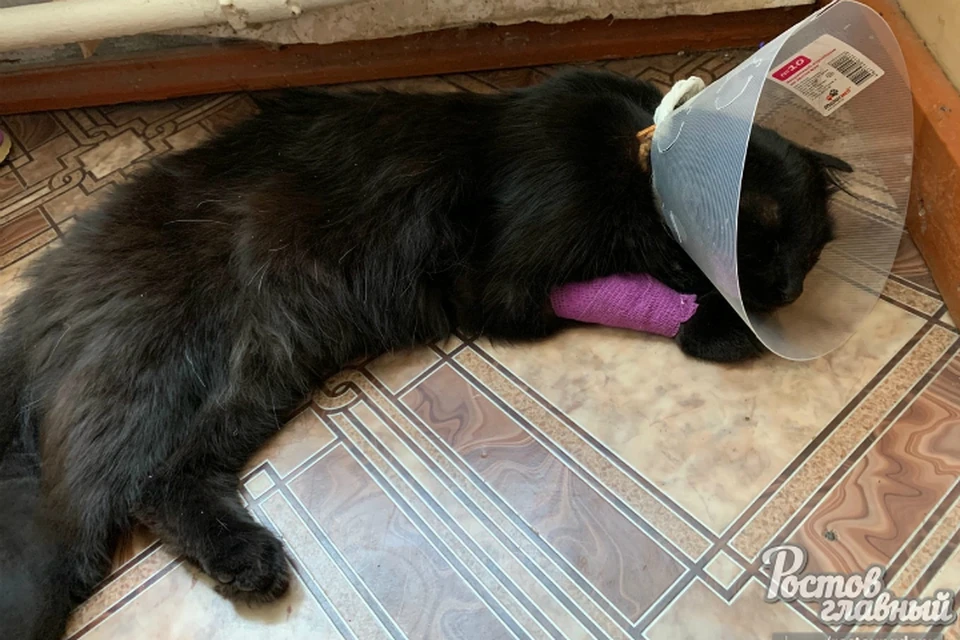 Прохожий застрелил кота в одном из частных дворов Ростова. Фото: соцсети
