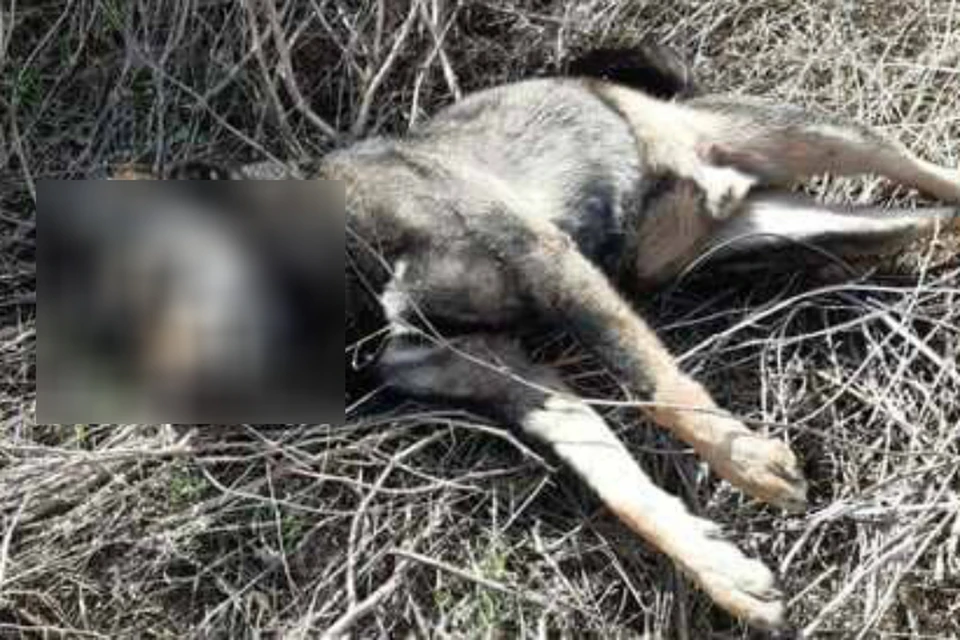 В Ростове организовали массовую травлю собак на северном