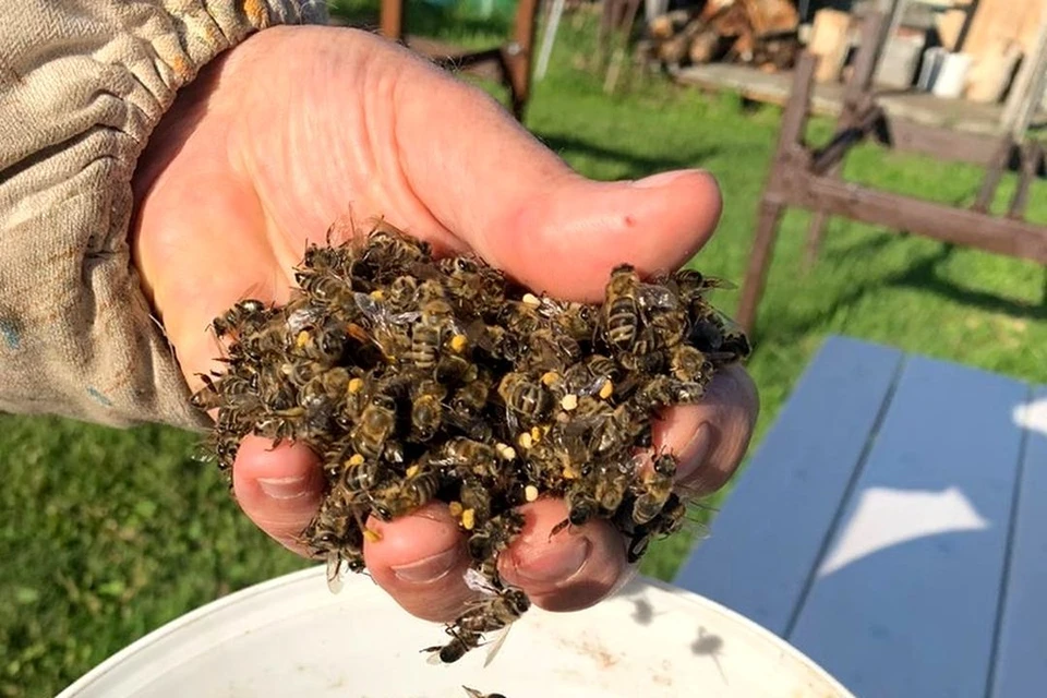 В Новосибирской области снова начался пчелиный мор. Фото: Предоставлено героем публикации
