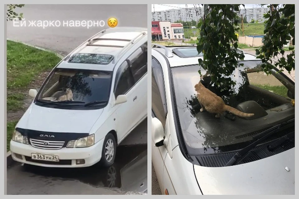 Рыжего кота бросили в машине в Красноярске. Фото: Наш микрорайон Солнечный.