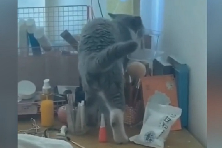 Пушистые домоседы показали, как нужно наводить порядок