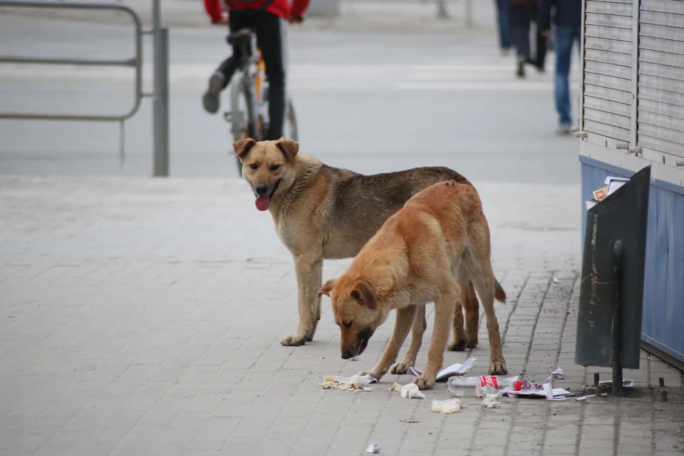 Местные жители уверяют – это не первый случай нападения собак.