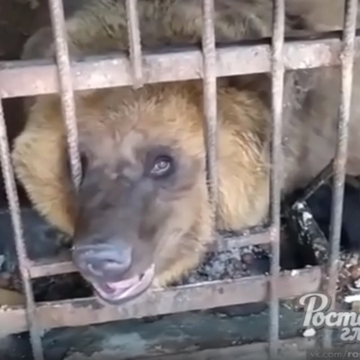 Это ужас: в живом уголке в Таганроге медведь умирает от обезвоживания в  тесной клетке - KP.RU