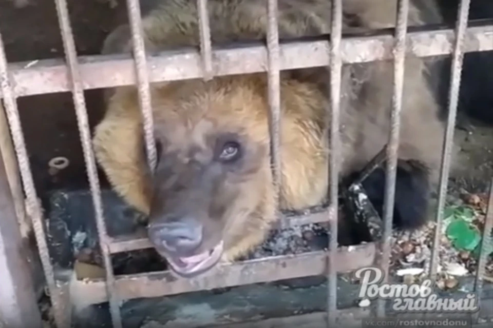 В живом уголке в Таганроге зверей содержат в тесных клетках без воды. Фото: соц. сети.