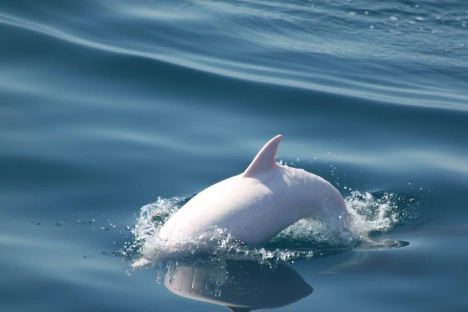 Дельфин-альбинос. Фото: Наталья Макеева