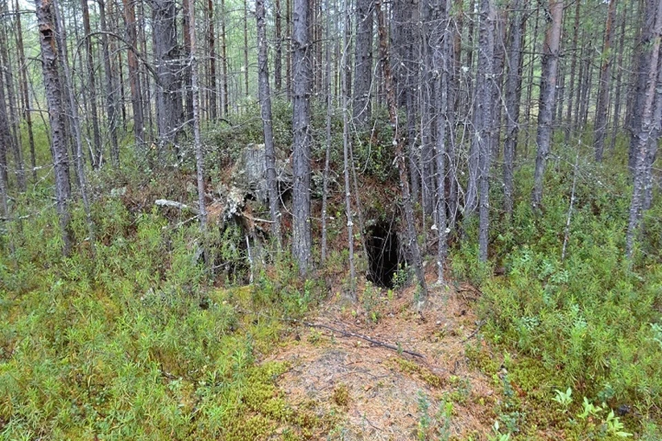 В природном парке «Кондинские озера» случайно обнаружили берлогу медведя