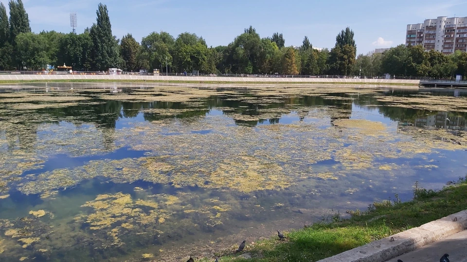 Озеро стало похоже на болото