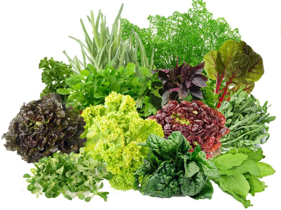Что такое салат овощ или трава
