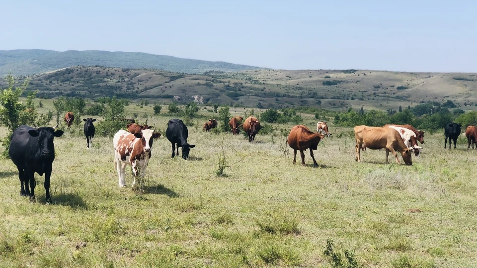 В Белогорском районе нашли неучтенное стадо коров в количестве 65 голов. Фото: официальный сайт Госкомитета ветеринарии РК.