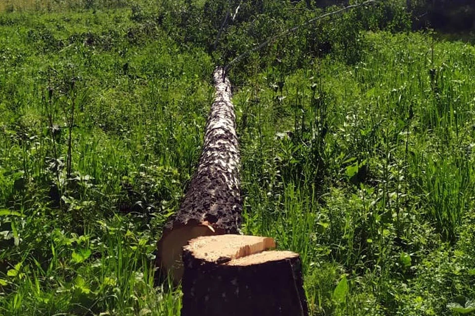 Фото предоставлено пресс-службой АО «РЭС».