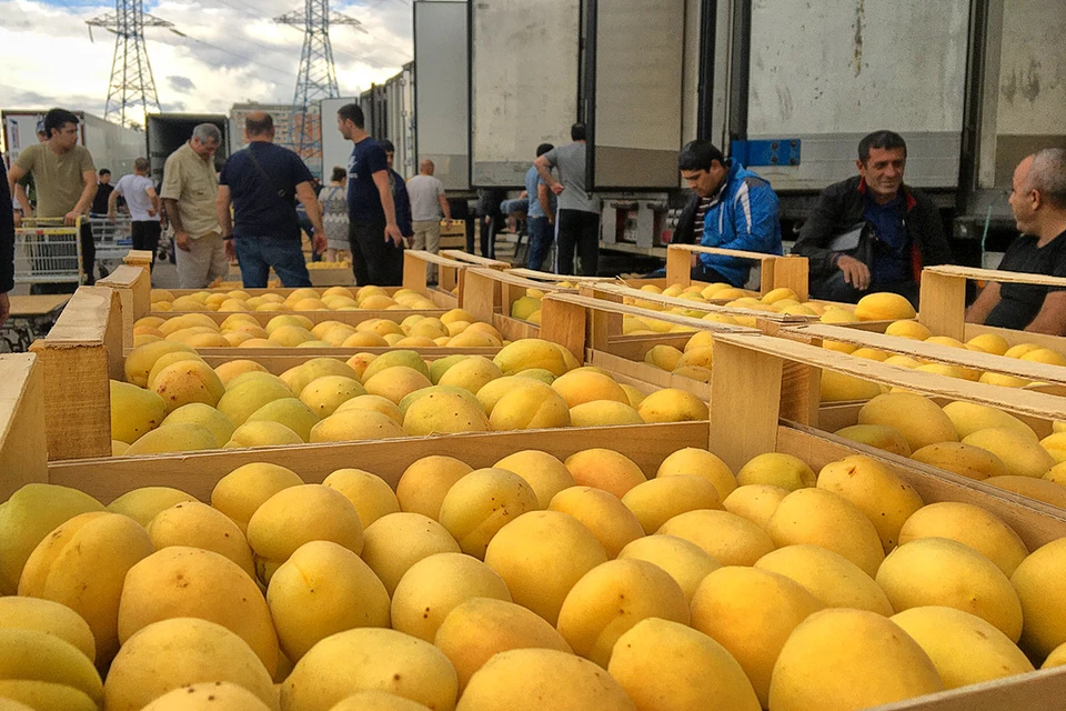 Торговля армянскими абрикосами, которым не нашлось места в "Фуд Сити". Они действительно очень сладкие и вкусные. Фото: Семен ЕЛЕНИН