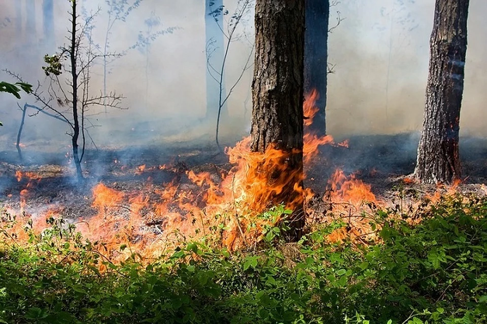 «В два раза больше площади Сан-Марино»: в Югре бушуют небывалые лесные пожары. Фото: ГУ МЧС по ХМАО-Югре