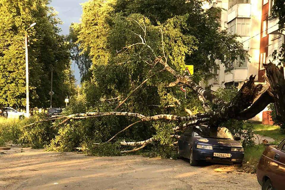 Дерево упало на машину на улице Медведева. Фото: "Типичный Брянск".