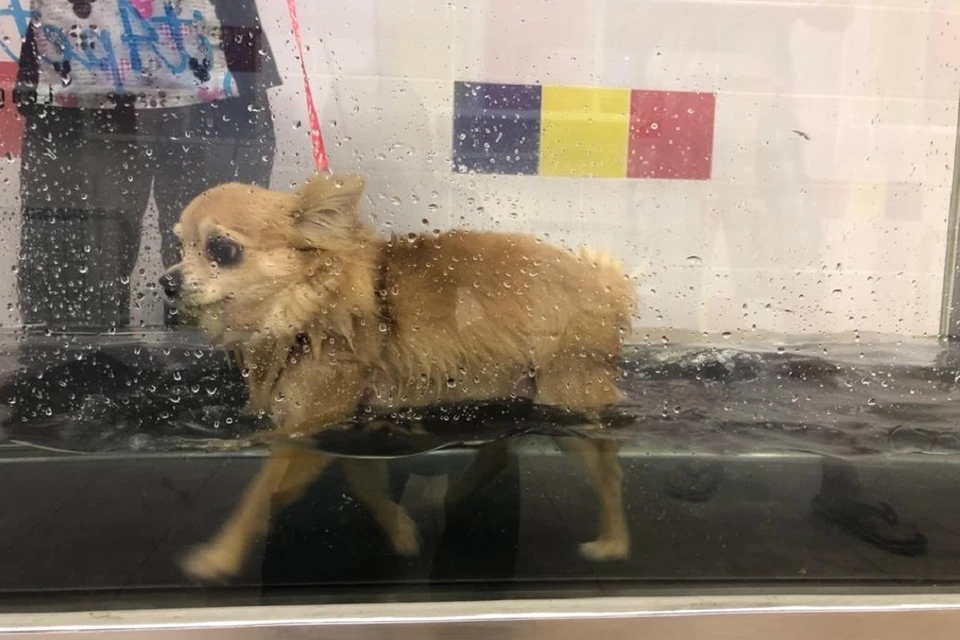 Собаки теперь могут заниматься с реабилитологом на водной дорожке - стоит процедура в районе 1500 рублей. Фото: vetklinikabest