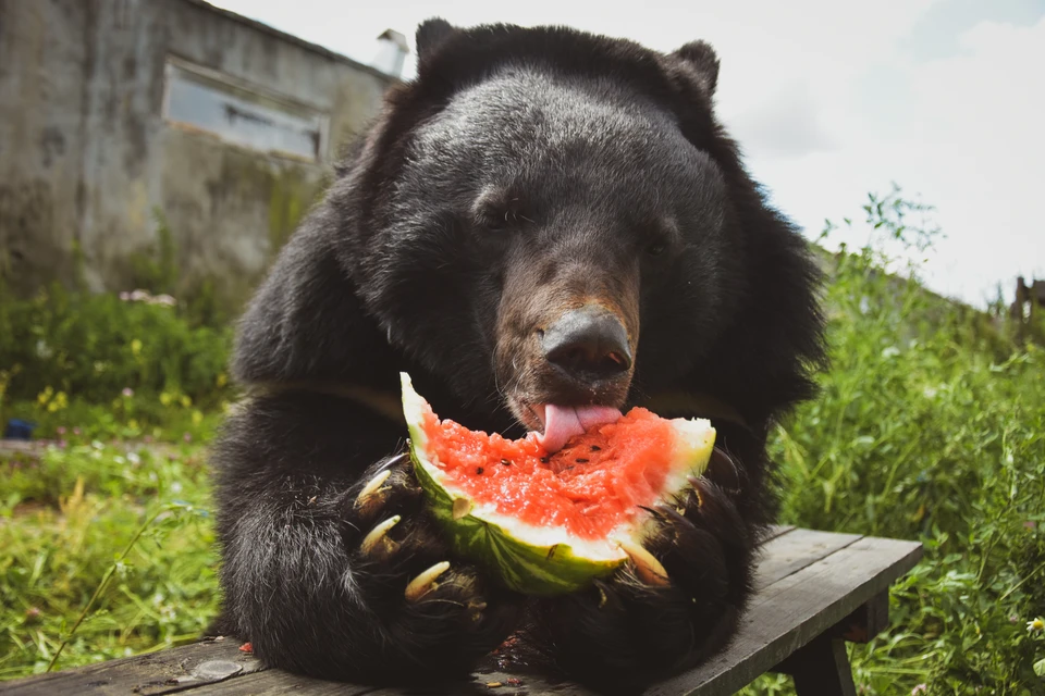 В летнюю жару медведи с особым удовольствием лакомятся арбузами.