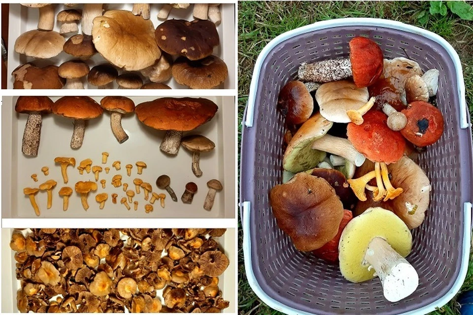 Грибы есть витамины. Гриб ест камень. Столики на грибном канале. Не ешь грибы. Тигнари ест грибы.