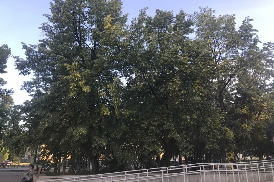 Жители боятся, что деревья погубили во время строительства пандуса в прошлом году.