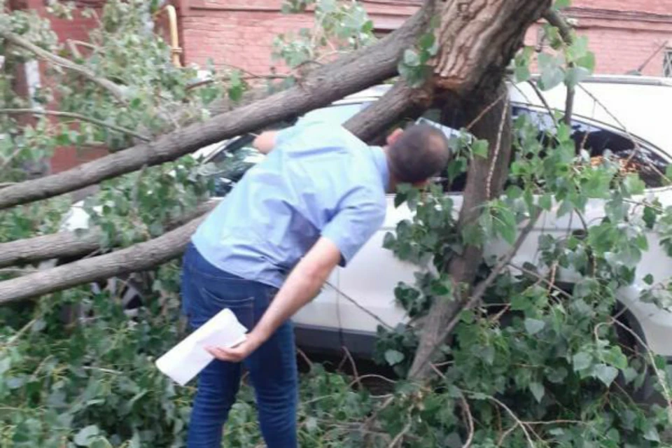 В Ростове очередное дерево рухнуло на автомобиль. Фото: соцсети