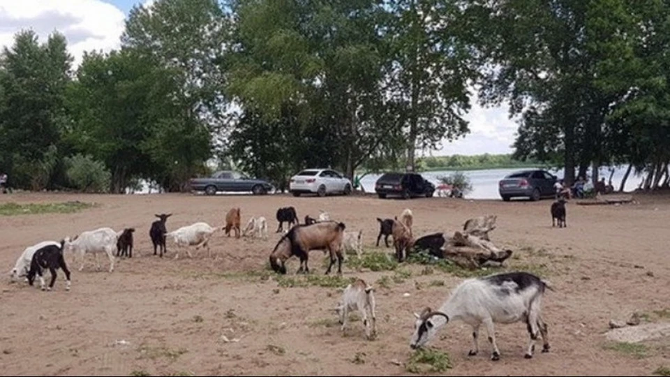 Козы пришли к людям поближе. Фото: instagram.com/samara.chp