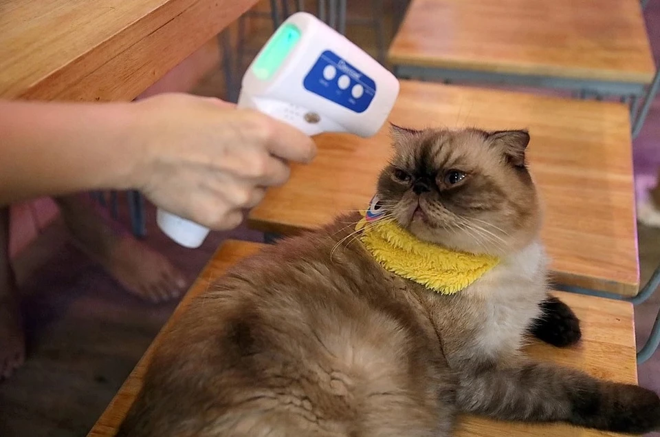 Кота и хозяина вылечили