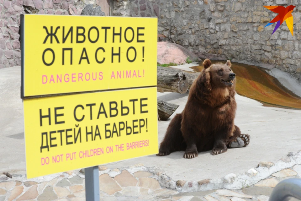С медведями шутки плохи особенно в дикой природе.