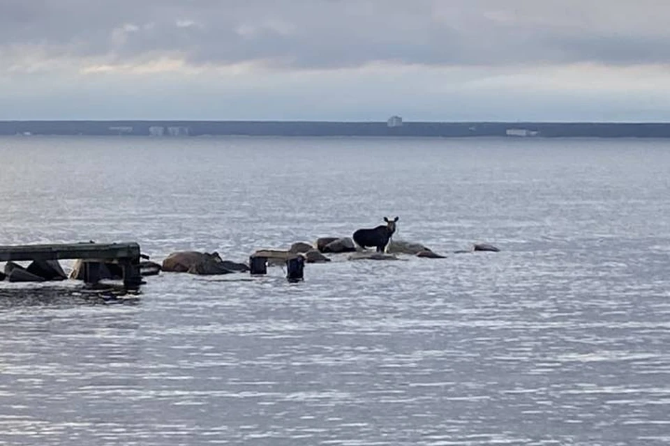 Истощенного лося спасли из Финского залива в Петербурге / Фото: Комитет по природопользованию