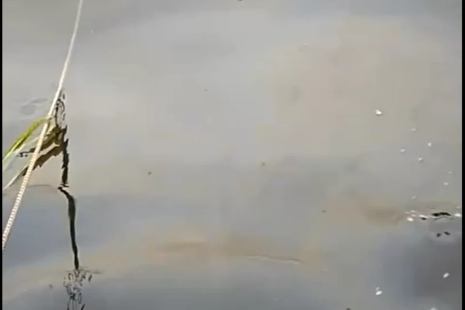 На Волге между Ярославлем и Тутаевым заметили пятна мазута. ФОТО: скриншот видео из группы "Жесть Ярославль" ВКонтакте