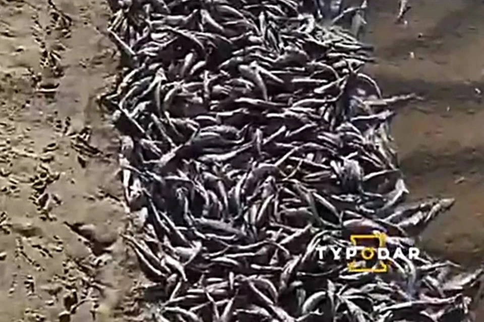 Предположительная причина мора рыбы - резкое сокращение спуска воды из Краснодарского водохранилища. Фото: Туподар