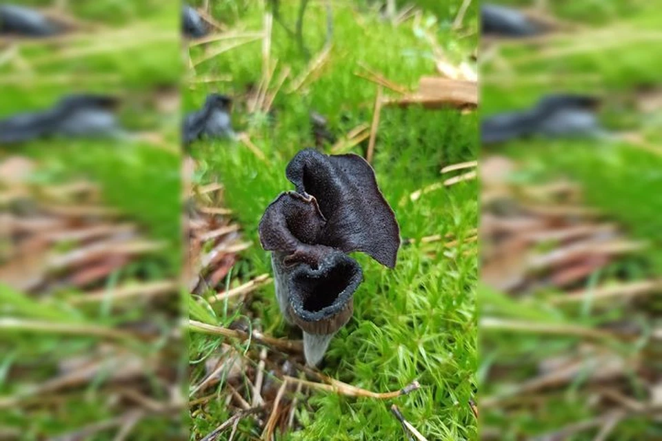 Новосибирец нашел в лесу под Колыванью целую поляну странных черных грибов. Фото: Предоставлено Вячеславом Ашурковым