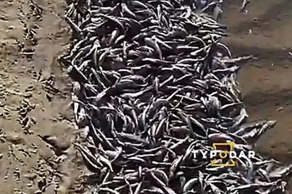 Предположительная причина мора рыбы - резкое сокращение спуска воды из Краснодарского водохранилища. Фото: Туподар