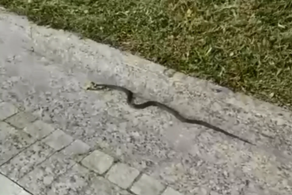 Ужик полз по Стрелке. Скриншот с видео