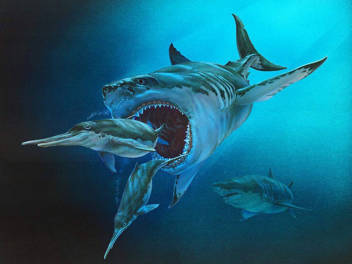 Как выглядит акула мегалодон в реальной жизни фото