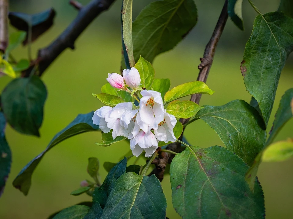 В Красноярске второй раз в год зацвела яблоня. Фото: парк флоры и фауны «Роев ручей».