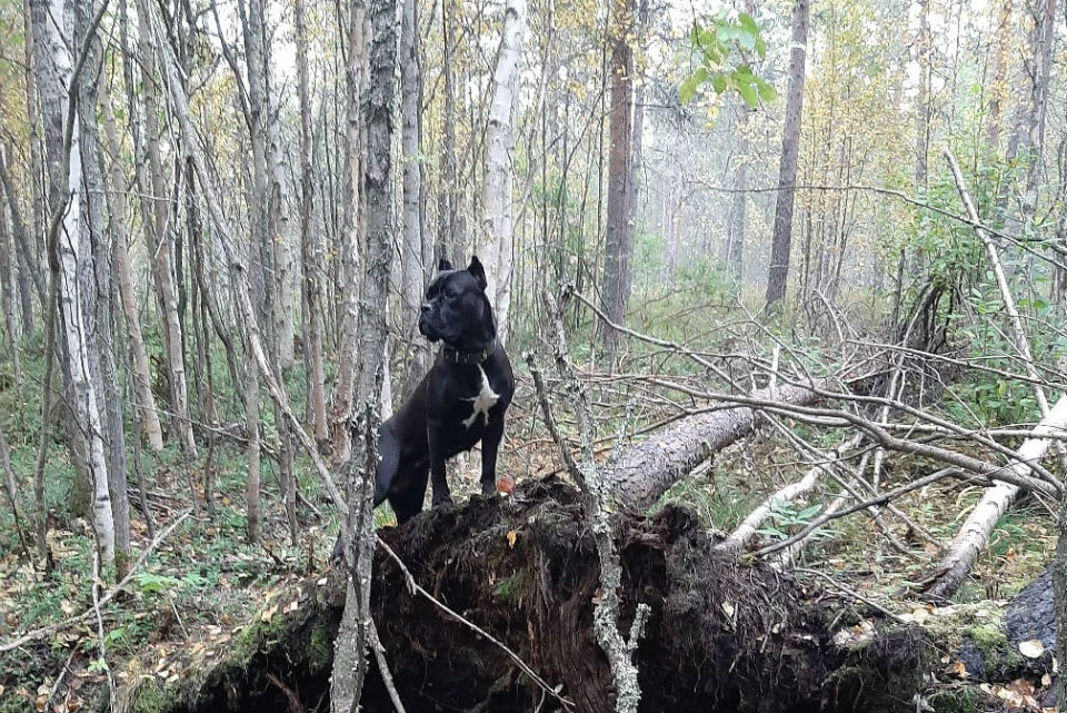 Красивого пса оставили одного в лесу на верную смерть. Фото: vk.com/murmanpriut