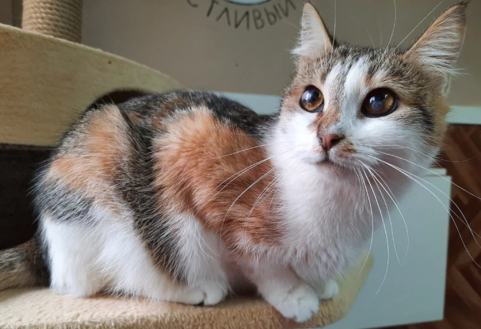 Мурлыка попала в приют в декабре прошлого года. Фото предоставлено мини-приютом «Счастливый кот».
