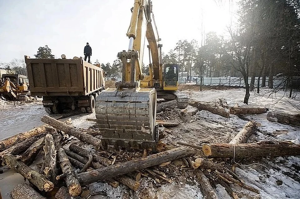 Часть леса хотят вырубить для строительства корпуса детской больницы