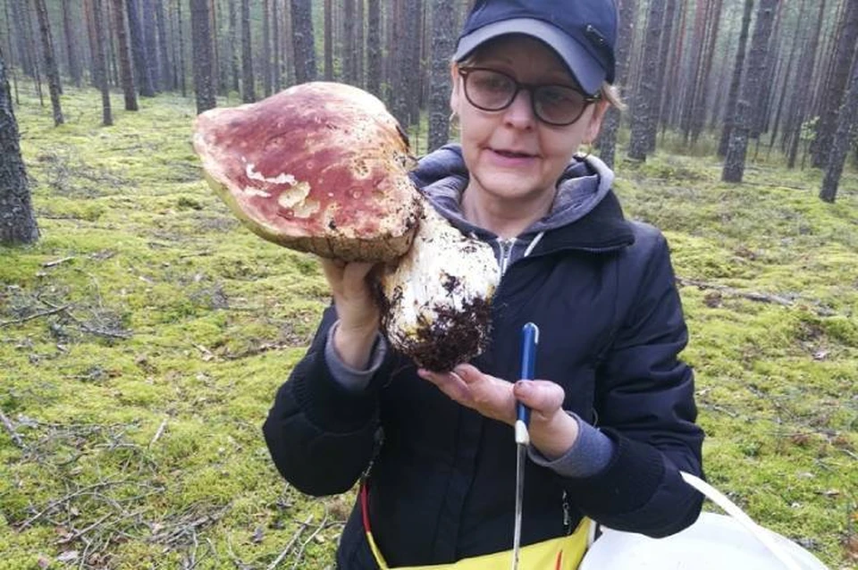 Гигантский гриб весом в килограмм нашли в Сосновом Бору