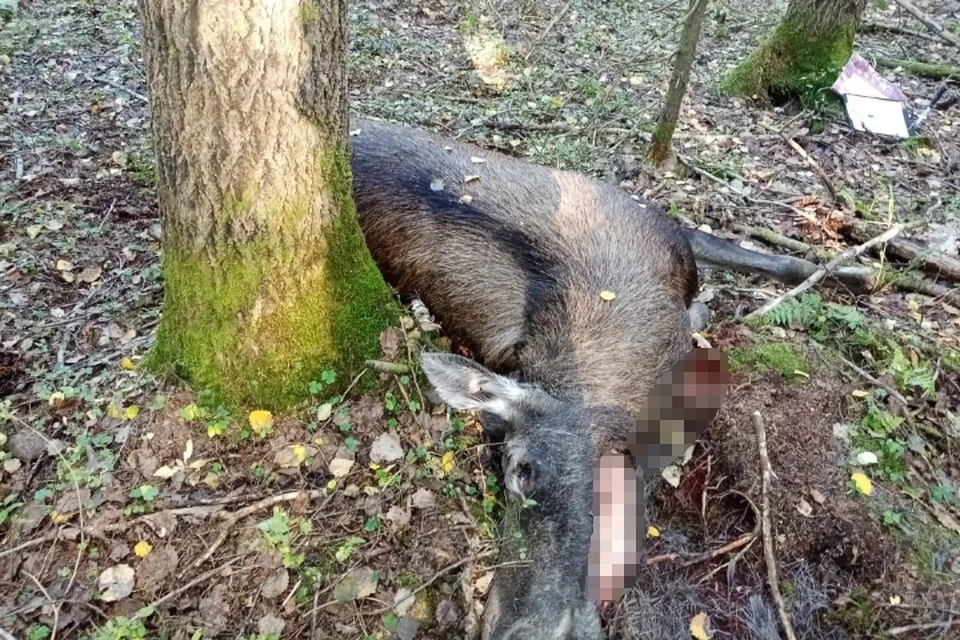 Двух убитых лосей обнаружили в лесах Ленобласти. Фото: Охотнадзор Ленобласти