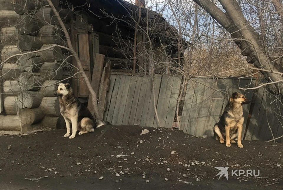 Собак подкармливает местный житель