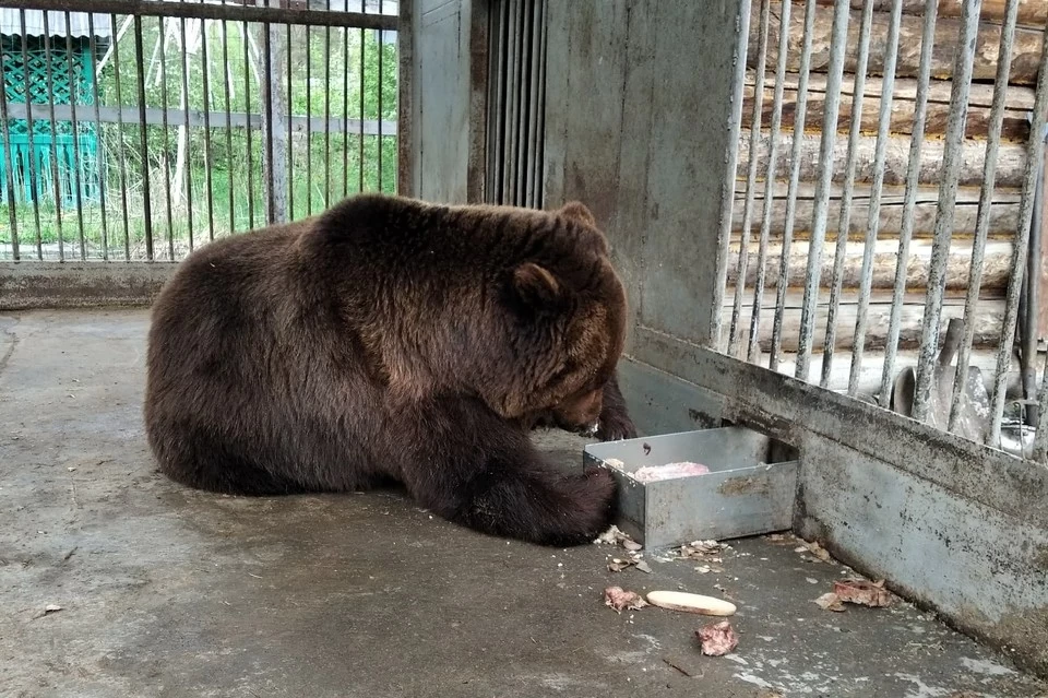 Медведь по кличке Малыш не раз оказывался в центре скандалов. Фото: Гражданский патруль