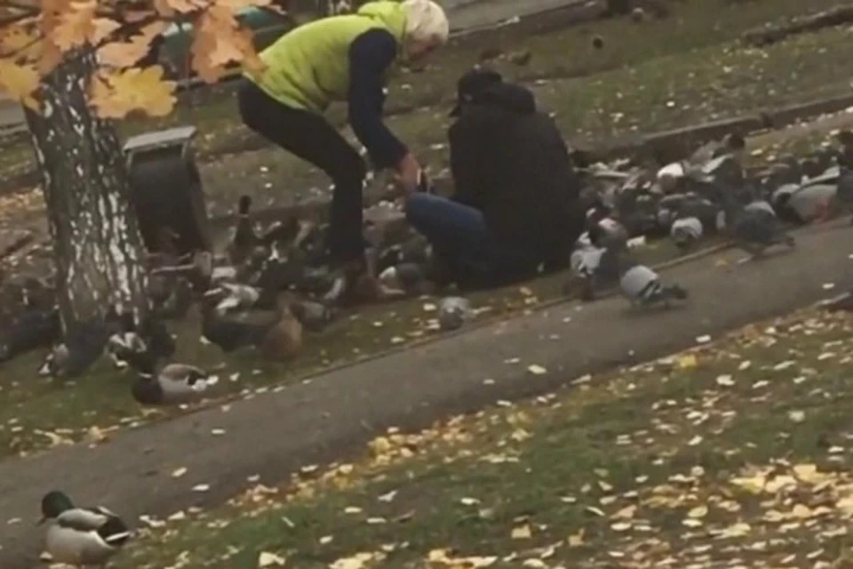 Новокузнечане устроили охоту на уток в центре города. ФОТО: кадр видео Инстаграм