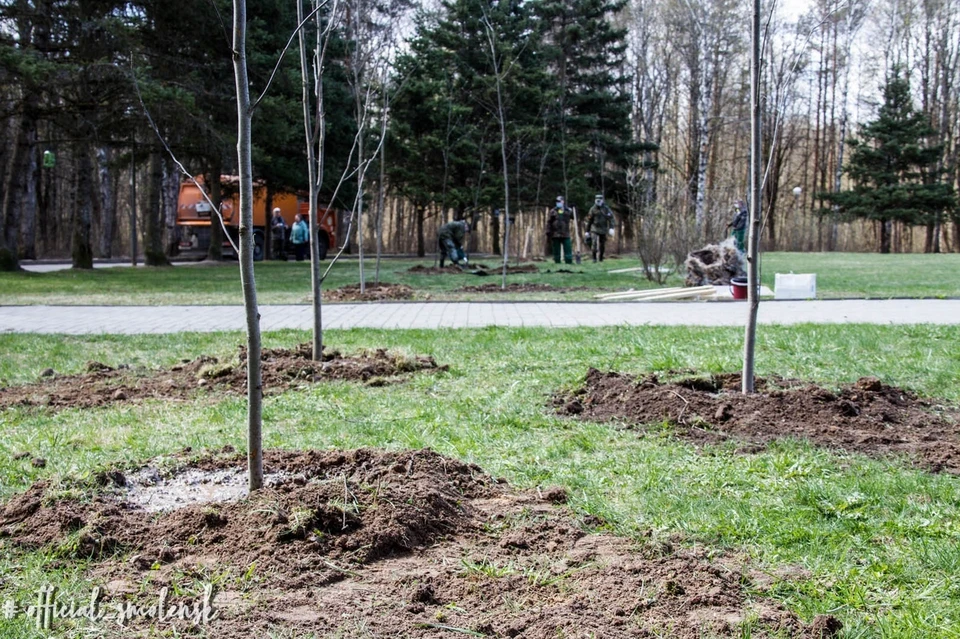 В Смоленске началась осенняя кампания по озеленению. Фото: Администрация г. Смоленска.